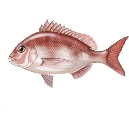 Cute And Interesting Fish Vinyl Sticker Animal Marine Car Stickers Funny Personality Accessories Decoration