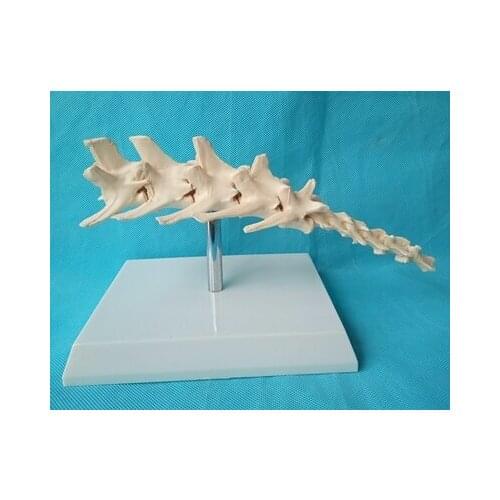 Dog spine model Skeleton Animal bones Teaching model free shipping