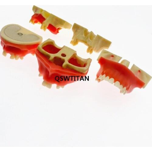 Dental model Sinus Lift Practice Teeth Model Typodont Study Model