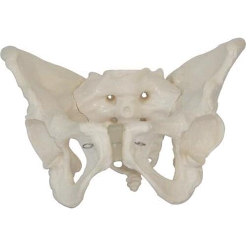 Life Size Female Pelvis Skeleton Model human Pelvi anatomical anatomy skeletal models medical equipment medical instruments