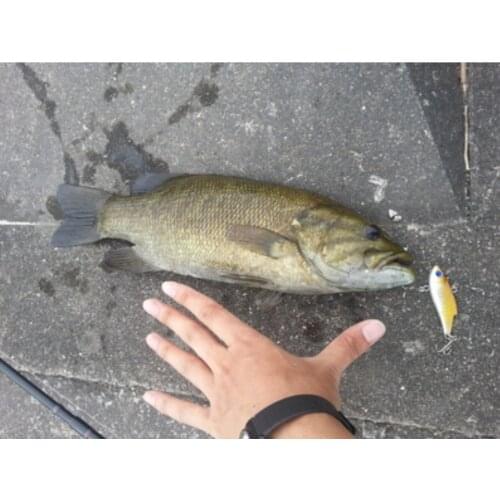 10pcs/lot The new special Bait VIB Fishing Lure sration VIB Fishing Lures 5.5cm 10grams