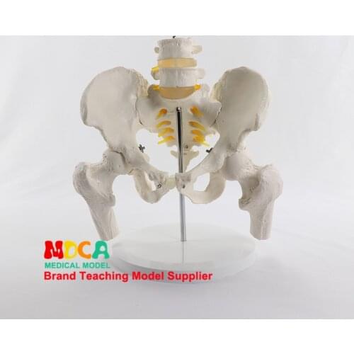 Simulated lumbar vertebrae pelvic belt two lumbar vertebrae with femur model spine spine medical pelvis medical teaching MGP005