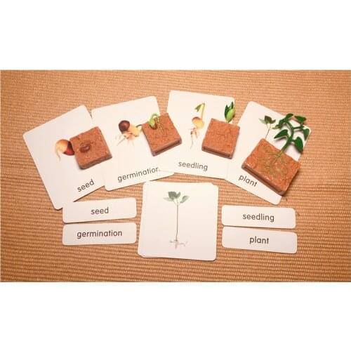 Simulation Life Cycle of a Green Bean Plant W/ Paper Cards Montessori Materials for Science Chidrens Educational Toys