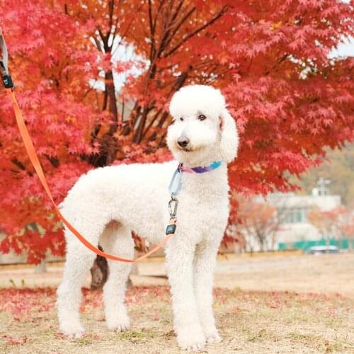 Pet Dog Cat Leash And Collar Harness Set Dog Leash Rope For Small Medium Dogs Soft Pet Walking Leashes Chihuahua Pitbull Beagle