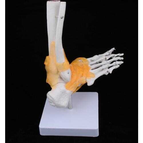 1:1 Lifesize Foot Ankle Bone Joint Model With Ligament&Base
