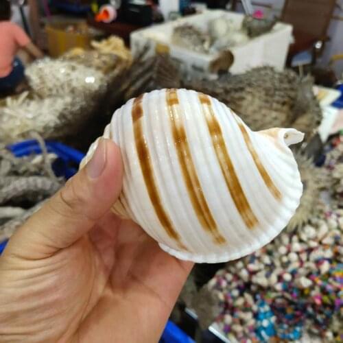 Large natural conch shells Mediterranean New Sea Snail Natural Shell Large Conch Fish Tank Aquarium Decoration M