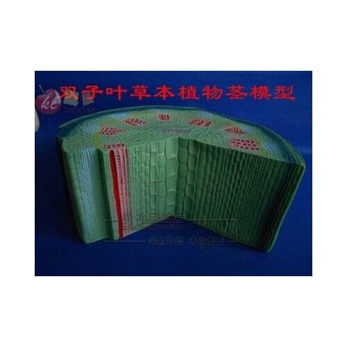 Stem model of dicotyledonous herb Biological experimental teaching apparatus free shipping