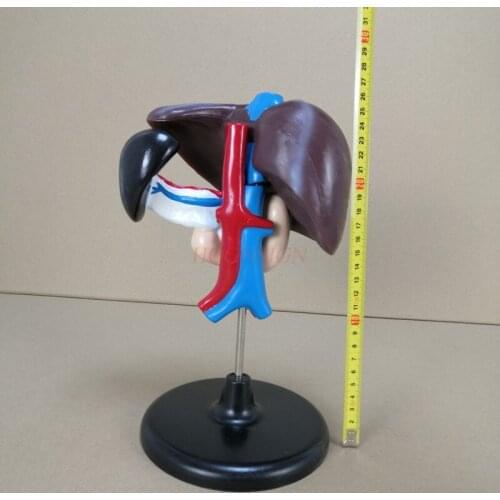 Human anatomical model Liver duodenum pancreas model junior high school biology experimental medical teaching aid human internal