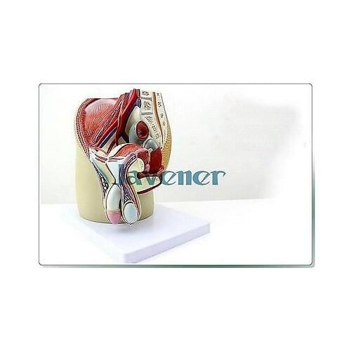 Male Pelvic Cavity Anatomical Male Reproductive System Anatomy Medical Model