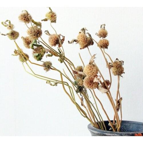 10-15pcs Natural Dried Flower Honeycomb Grass Artificial Greenery Balcony Decoration Nordic Home Interior Centerpiece Craft