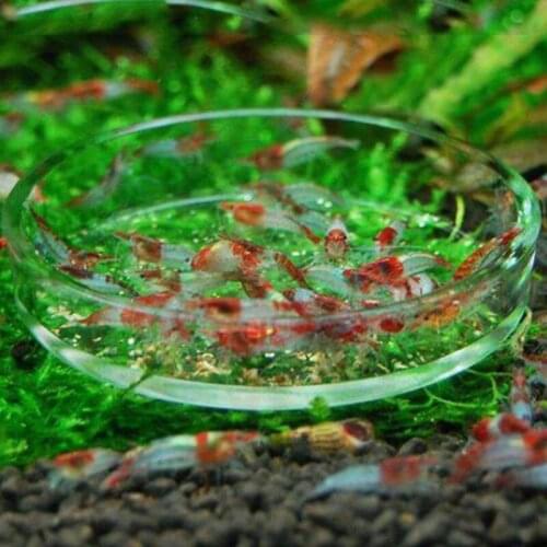 Clear Glass Shrimp Feeding Food Dish Feeder Tray Round Aquarium Feeding Bowls