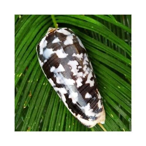 Natural conch shell killer taro snails aquarium fish tank landscaping window design decoration home floor decoration