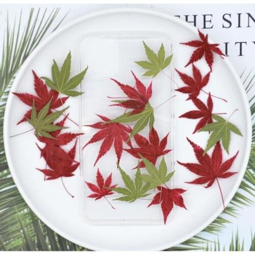 Maple Leaf Specimen Childrens Teaching DIY Manual Photo Frame Bookmark Drop Glue Dry Flower Mobile Phone Shell Candle Photo