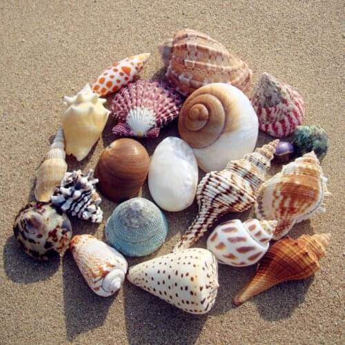 20pc per lot Childrens gift Art Deco aquarium gift sets marine specimen collection mixed seashells sea shells natural