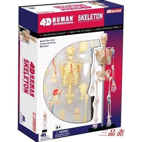 HUMAN SKELETON MODEL CONSISTS OF 46 PARTS PAINTED MUSCLE ORIGINS AND INSERTIONS