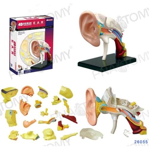 4D MASTER Ear model detachable 22 parts otolaryngology demonstration model anatomical model