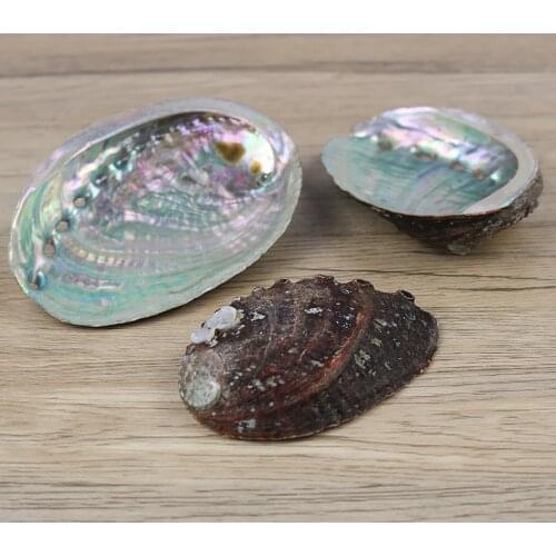 Natural abalone shell primary color shell home accessories conch shell fish tank aquarium creative collection ornaments