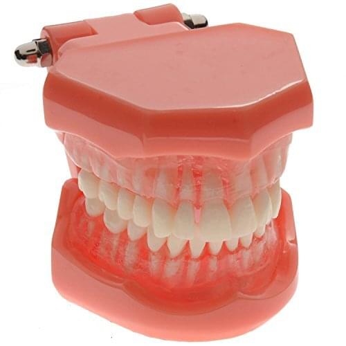 2016 New Arrival 1pieces Dental Standard Teaching Model with Removable Teeth Free Shipping