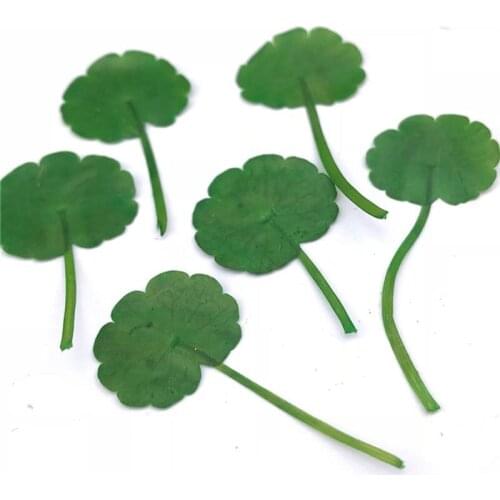 Dye Green Coffin leaves On Stems Dried Flowers Ornament 100Pcs For DIY Handmade Teaching