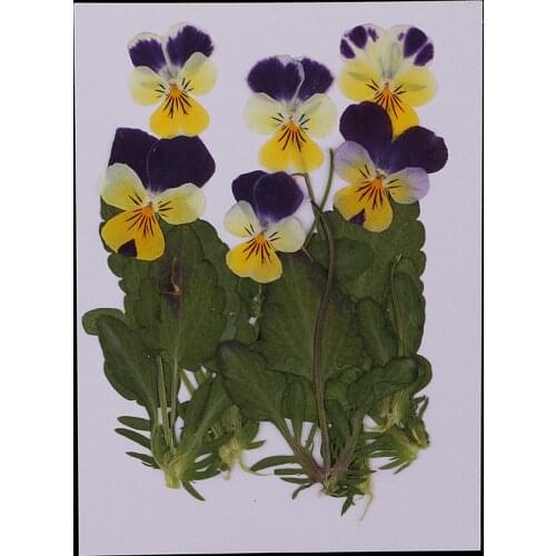12pc Pressed Real Pansy Flowers Dried Flower Leaves For Phone Case Decor DIY
