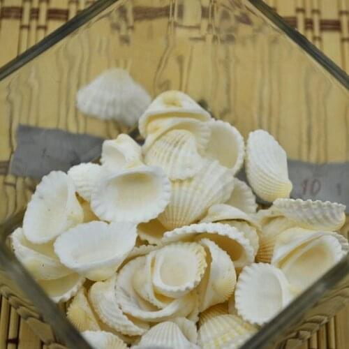 50Pcs Fashion Aquarium Landscape Seashells Jewelry Craft Decor Natural Conch Shells Conch Corn Screw Wall Decoration