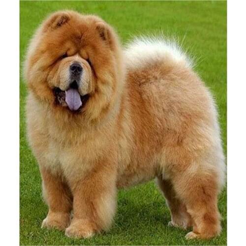 "Chow Chow Dog"Full Square/Round 5D DIY Diamond Painting Embroidery Sale Picture Rhinestones Mosaic Home Decoration FC646
