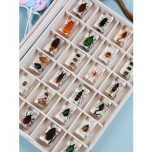 Natural insect specimen resin marine animal specimen scarab mosquito crab beetle spider teaching model