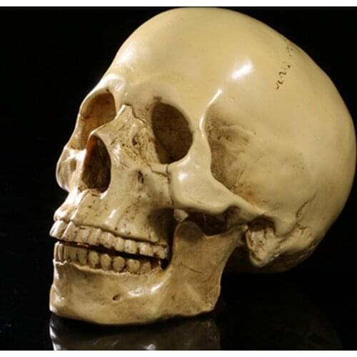 1: 1 skull medical resin skull crafts personalized ornaments foreign trade supply Halloween decorative skulls