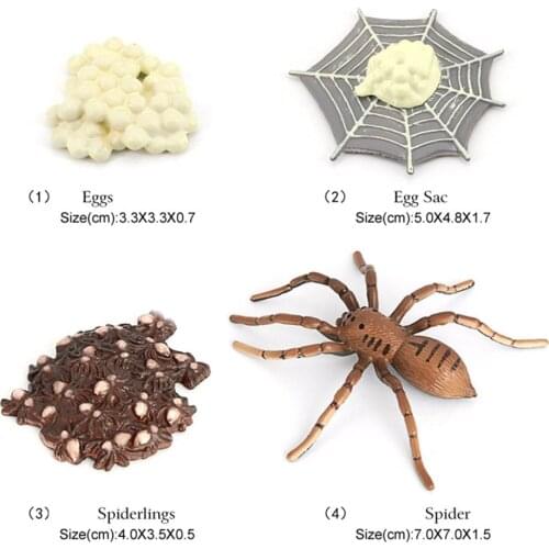 Lifelike Spider Model Science Toy Growth Cycle of Spider Teaching Aids Kids