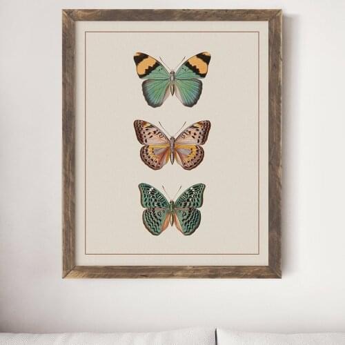 Beige Sepia Modern Victorian Butterfly Vintage Poster Prints Insect Education Wall Art Canvas Painting Picture Kids Room Decor