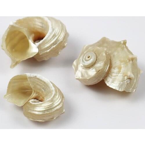 Mediterranean Seashells Decorative Large Seashell Sea Natural Thorn Shells For Ornaments Specimen Collection