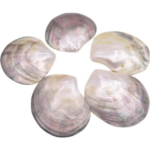 5 PCS 70mm-80mm Shell Natural Mother of Pearl No Hole Collectibles