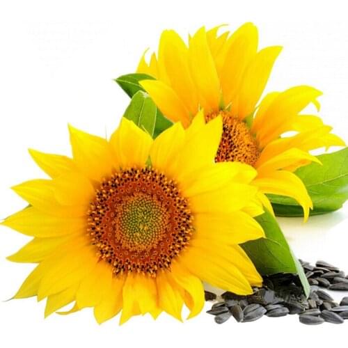 3D fashion mosaic pictures DIY diamond painting cross stitch Icon diamond embroidery flower needlework inlay home decor