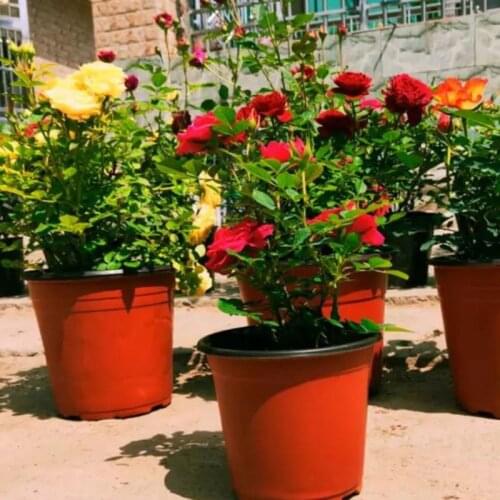100PCS Plant Flower Pots Plastic Starting Seeds Storage Pots Container Garden Supplies Two-Tone Universal Soft Flowers Nursery