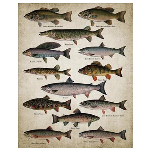 Lot style Choose Breeds Of Fish Painting Freshwater Fish Art print Silk poster Home Wall Decor