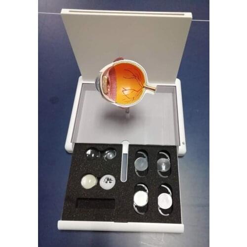 Cataract Eye Anatomy Model Medical Anatomical Teaching AIDS