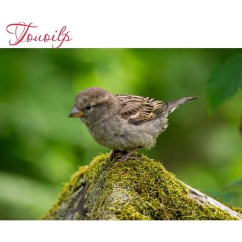 5D DIY diamond painting crystal plasticcrafts spuare&round Bird Sparrow 5d diy diamond embroidery diamond decorative painting