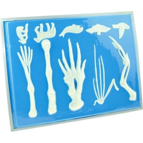 Vertebrate Animals Forelimb Skeleton Contrast Model Human Dolphin Whale Dove Bats Forelimb Bone Models Biomedical Teaching Aids