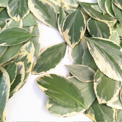 60pcs Pressed Dried 2-5cm Buxus Bodinieri Levl. Leaf Leaves Plant Herbarium Jewelry Phone Case Bookmark Photo Frame DIY Making