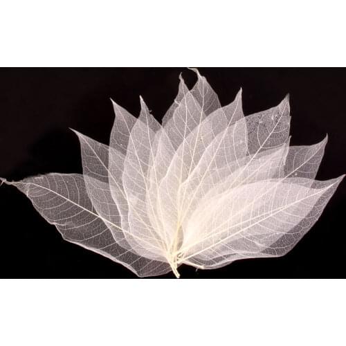 Pack of 50 Natural Skeleton Leaves Scrapbooking Craft Floral Design DIY Wedding Invitation packages lampshades scrapbooks -White