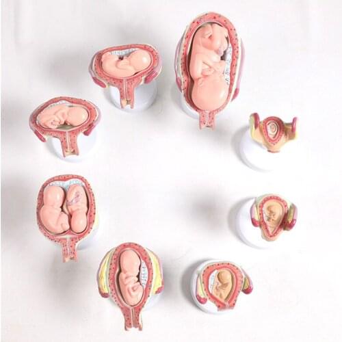 8set 1-7 month pregnancy and embryo development Model infant fetal development model Professional medical teaching aids