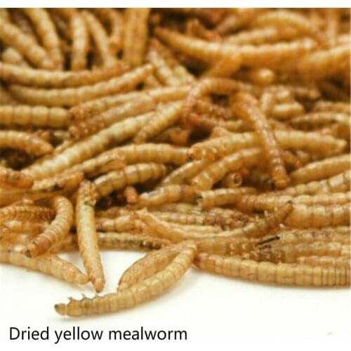 50/100/200g Freeze-dried Mealworm Ant Food Nutritious Protein Ant Farm Accessories Anthill Workshop Pet Hamster Fish Bird Snac