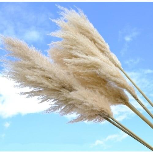 5PCS 80cm Natural Dried Big Pampas Grass Phragmites Wedding Ceremony Home Reed Decor Plants Valentines Day Party Decoration