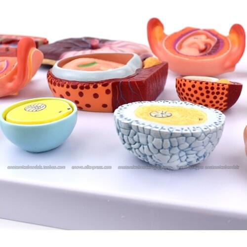 CMAM/13001 Human Fertilization and Early Embryogeny, Genitourinary Medical Teaching Anatomical Model