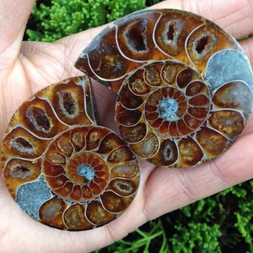 1Pairs of split ammonite fossil specimen shell healing madagascar