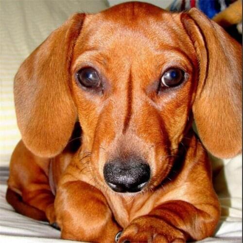 Animal Dachshund DIY 11CT Cross Stitch Embroidery Kits Needlework Craft Set Printed Canvas Cotton Thread Home Design