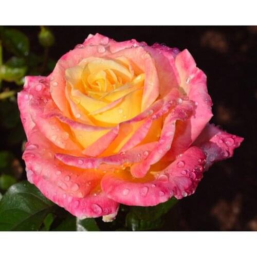 Flower Rose DIY Cross Stitch Embroidery 11CT Kits Craft Needlework Set Printed Canvas Cotton Thread Home Decoration Hot Sell New