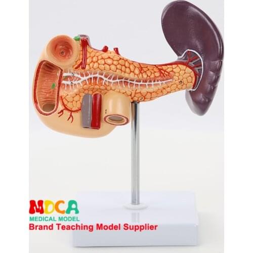 Model Medicine Teaching of Pancreatic Digestive System, Spleen, Gallbladder, Duodenum, Liver, Gallbladder and Spleen MCW002