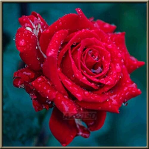 Flowers Rose Printed Fabric 11CT Cross Stitch DIY Embroidery Full Kit DMC Threads Handmade Hobby Handiwork Sewing Jewelry