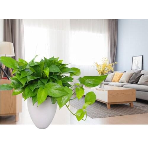 Пластиковые горшки MagiDeal China At AliExpress